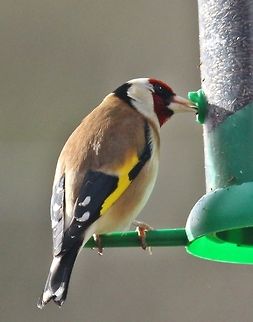 Feed me One of maybe 20 plus goldfinch that visit the garden daily Carduelis carduelis,European Goldfinch,Geotagged,Spring,United Kingdom