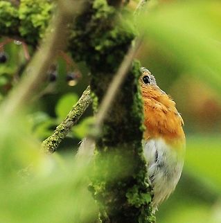 Hide N Seek playing hide and seek in the trees. His voice always gives him away Erithacus rubecula,European Robin,Geotagged,Summer,United Kingdom