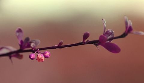 Bloom Common Hawthorn bush in the garden Berberis thunbergii,Geotagged,United Kingdom