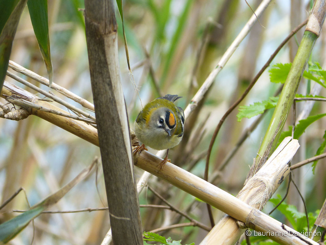 Bambou whisperer  Geotagged,Madeira,Madeira firecrest,Portugal,Regulus madeirensis