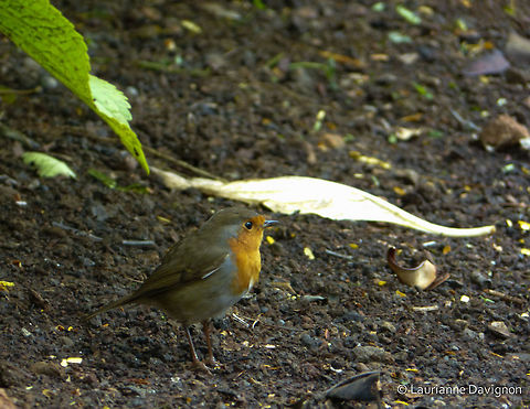 Botanic Garden mate  Erithacus rubecula,European Robin,Geotagged,Madeira,Portugal
