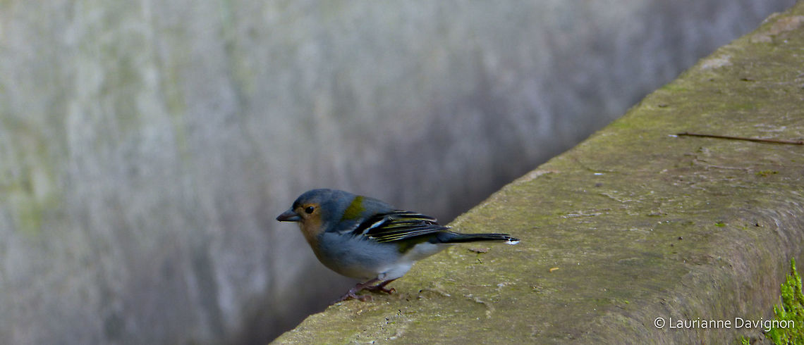 Levadas inhabitant This bird is locally known as the tentilh&atilde;o. Madeira,Madeira chaffinch,Portugal