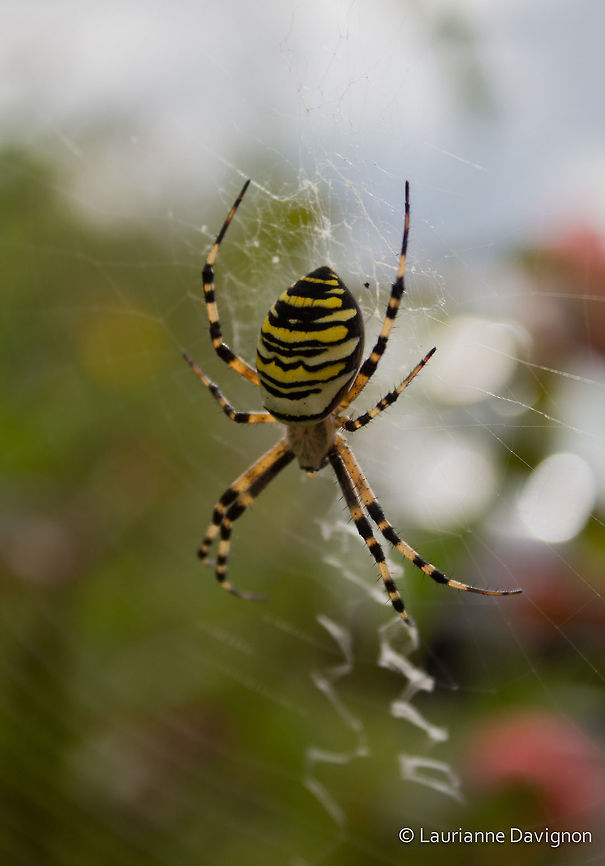 Hanging_on_its_net Wasp spider  Argiope bruennichi,France,Geotagged,Wasp spider