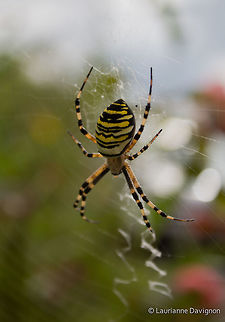 Hanging_on_its_net Wasp spider  Argiope bruennichi,France,Geotagged,Wasp spider