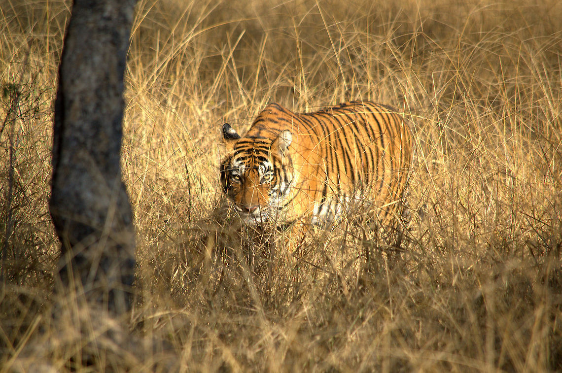 Tiger on the prowl I clicked this picture of Noor (T-39) at Ranthambhore National Park in Rajasthan, India in an early morning safari. Bengal tiger,Fall,Geotagged,India,Panthera tigris tigris