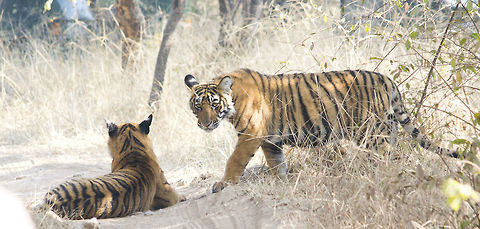 Tiger cubs The cubs of T-39 in Ranthambhore National Park, India. Bengal tiger,Panthera tigris tigris