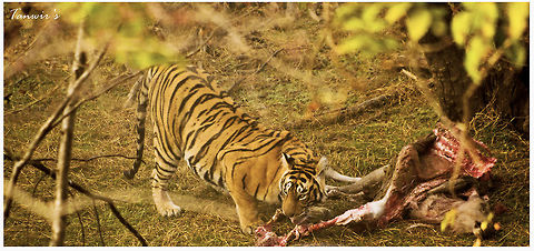 Tiger with kill T-19 gorging herself on a fresh Sambar kill. Bengal tiger,Panthera tigris tigris