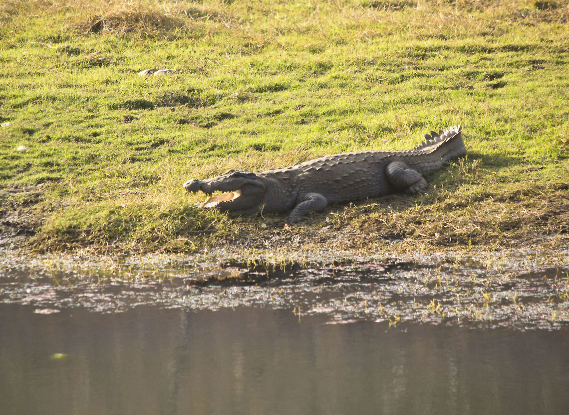 Mugger crocodile Crocodile in Ranthambhore National park, India Crocodylus johnsoni,Crocodylus palustris,Freshwater Crocodile,Mugger crocodile