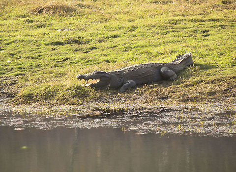 Mugger crocodile Crocodile in Ranthambhore National park, India Crocodylus johnsoni,Crocodylus palustris,Freshwater Crocodile,Mugger crocodile