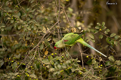 Parakeet Indian ring necked parakeet in Ranthambhore National park , India. Alexandrine parakeet,Psittacula eupatria
