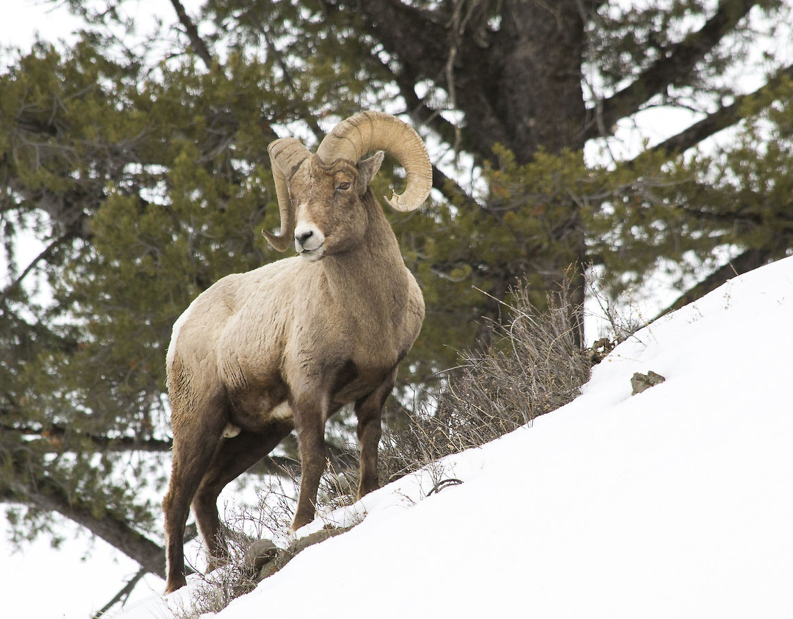 Bighorn Sheep Big horn Sheep in Yellowstone National Park, USA during the winter. Bighorn sheep,Ovis canadensis,Yellowstone National Park