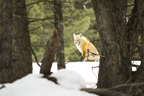 Red fox Red fox in Yellowstone National Park, USA. Geotagged,Red Fox,United States,Vulpes vulpes,Winter,Yellowstone National Park
