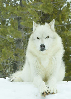 Gray wolf Wolf in Yellowstone National Park. Canis lupus,Gray wolf,Yellowstone National Park