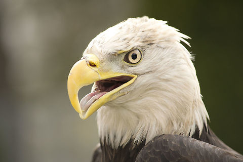 Bald eagle The national bird of USA. Bald Eagle,Haliaeetus leucocephalus