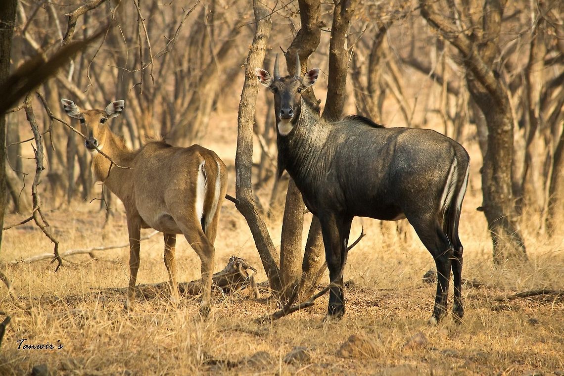 Nilgai couple The largest Asian antelope clicked in Ranthambhore National Park. I was waiting for them to look towards me.<br />
 Boselaphus tragocamelus,Geotagged,India,Nilgai