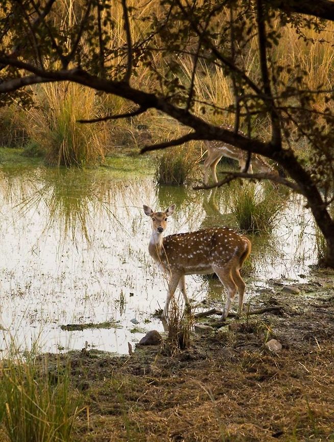 Cheetal by the river Clicked in Ranthambhore National Park. Axis axis,Axis deer,Chital