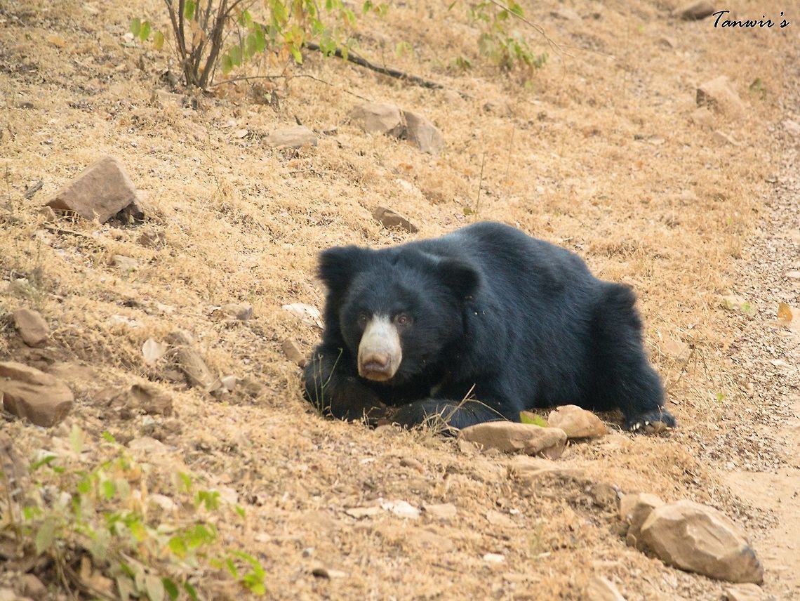 Sloth bear This one just appeared out of nowhere in front of our Safari vehicle. It was looking for termites. Melursus ursinus,Sloth bear