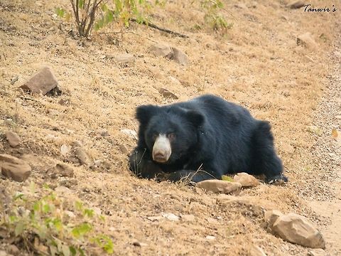 Sloth bear This one just appeared out of nowhere in front of our Safari vehicle. It was looking for termites. Melursus ursinus,Sloth bear