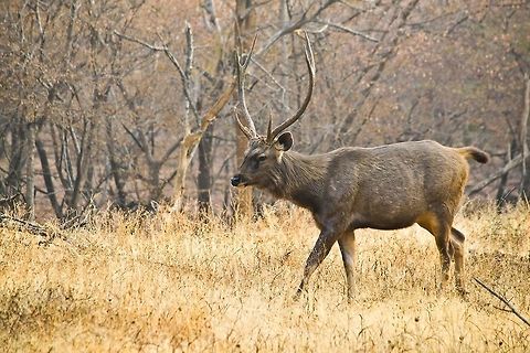Sambar deer Clicked in Ranthambhore national park. Rusa unicolor,Sambar
