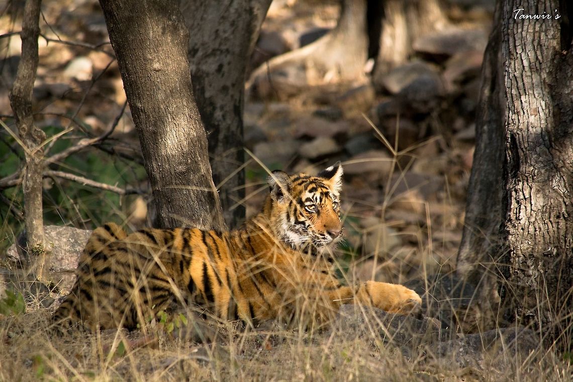 Tiger cub The cub waits while its Mother hunts. We were fairly close to the cub and it seemed oblivious to our presence.<br />
We were in an open top Jeep. Clicked in Ranthambhore. Bengal tiger,Geotagged,India,Panthera tigris tigris