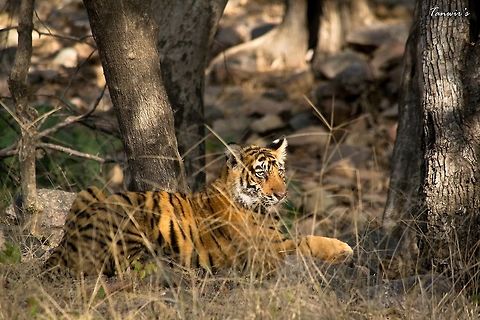 Tiger cub The cub waits while its Mother hunts. We were fairly close to the cub and it seemed oblivious to our presence.
We were in an open top Jeep. Clicked in Ranthambhore. Bengal tiger,Geotagged,India,Panthera tigris tigris