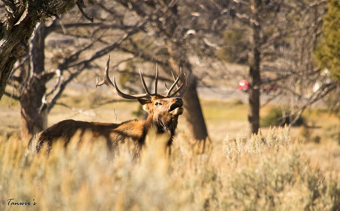 Bugling Elk Clicked in Yellowstone National Park during the month of October. Cervus canadensis nelsoni,Rocky Mountain Elk