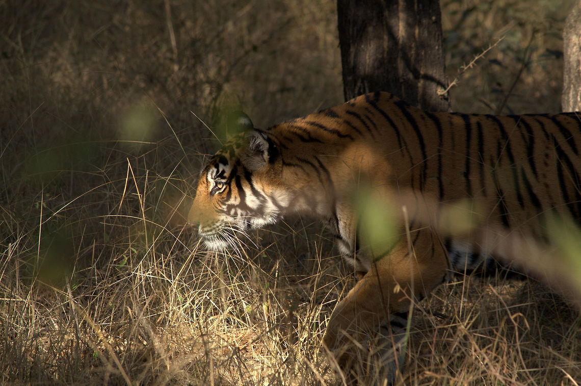 The stalking Tigress This Tigress was just 20 feet away from me and she was trying to ambush a Sambar deer.<br />
Clicked in Ranthambhore, India. Bengal tiger,Fall,Geotagged,India,Panthera tigris tigris