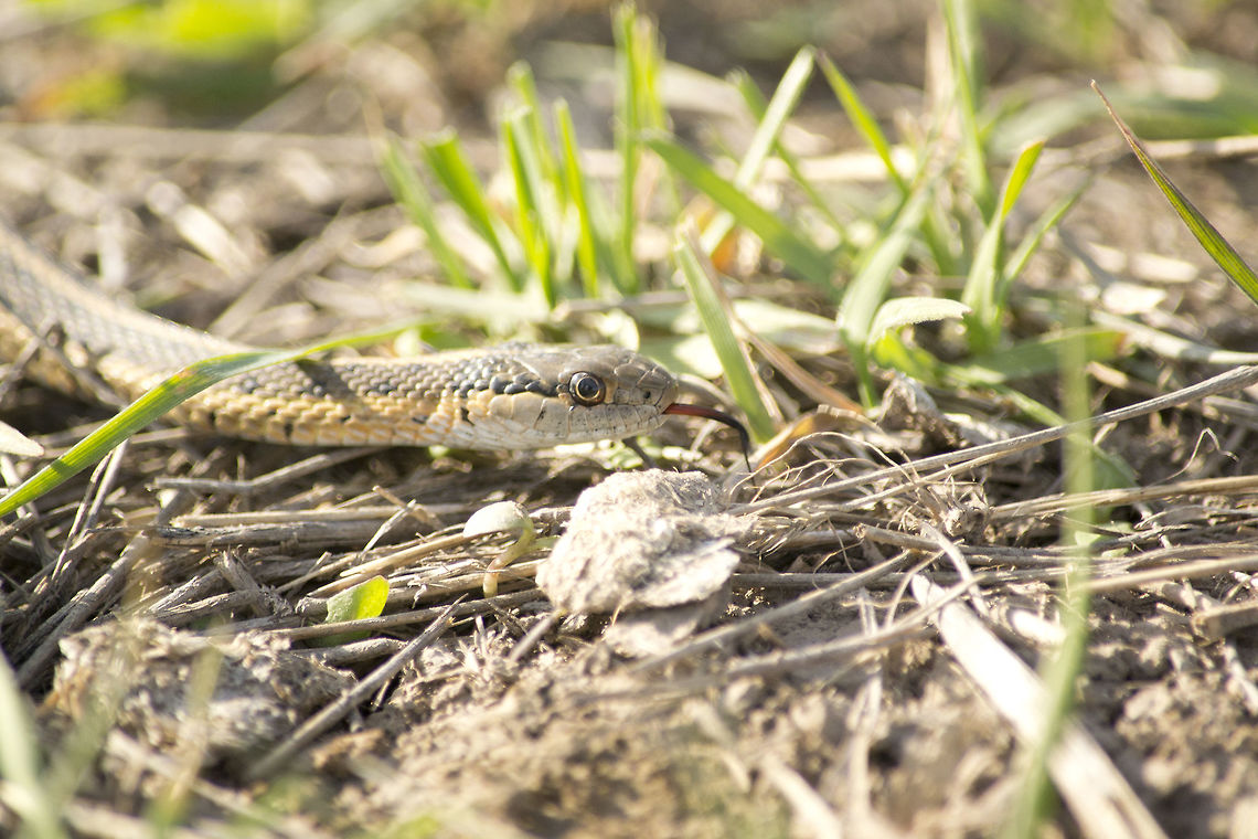 Garter snake Clicked near Benson marina in Benson,Utah, USA. Common Garter Snake,Geotagged,Spring,Thamnophis sirtalis,United States