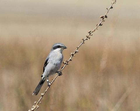Loggerhead shrike Clicked in Antelope Island State Park in Utah , USA. Geotagged,Lanius ludovicianus,Loggerhead shrike,United States
