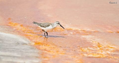 Sandpiper on Bacterial mats Cliked near Grand prismatic spring bacterial mats in Yellowstone National Park, USA. Actitis macularius,Geotagged,Spotted sandpiper,United States