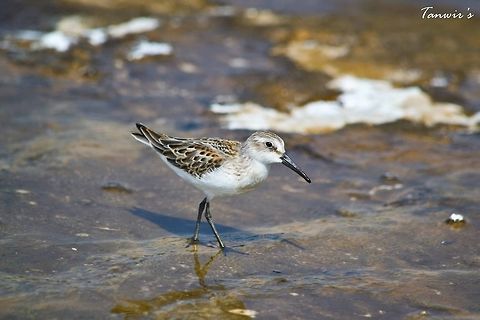 Sandpiper on Bacterial mats Clicked in Yellowstone, USA. Actitis macularius,Spotted sandpiper,Tringa ochropus,green sandpiper
