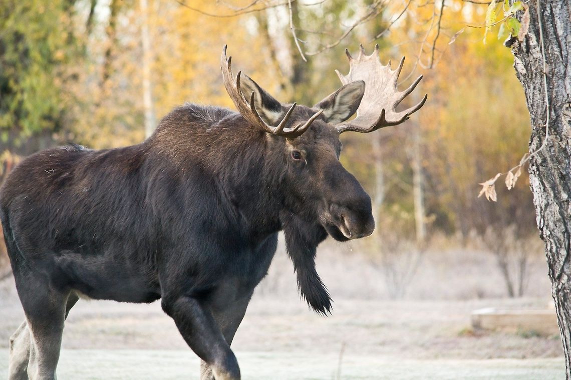 Moose Clicked in Grand Teton National Park, USA. Alces alces,Geotagged,Moose,United States