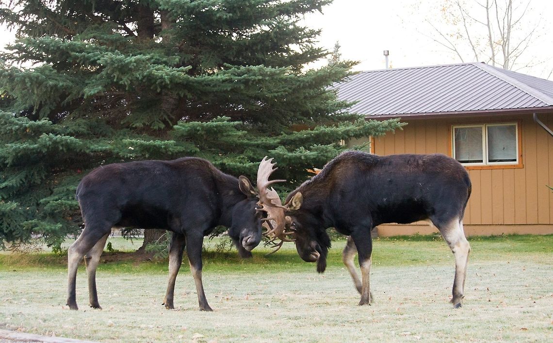 Two fighting bulls Fighting bull moose in Grand Teton region. They were in someone&#039;s backyard. Alces alces,Geotagged,Moose,United States