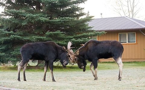 Two fighting bulls Fighting bull moose in Grand Teton region. They were in someone's backyard. Alces alces,Geotagged,Moose,United States
