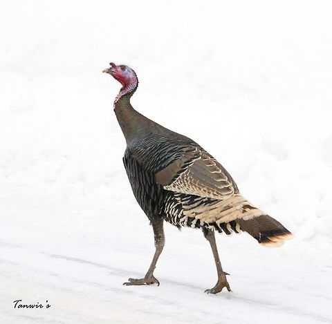 Wild Female Turkey A wild turkey roaming on the streets of Cooke city, WY, USA. Geotagged,Meleagris gallopavo,United States,Wild turkey
