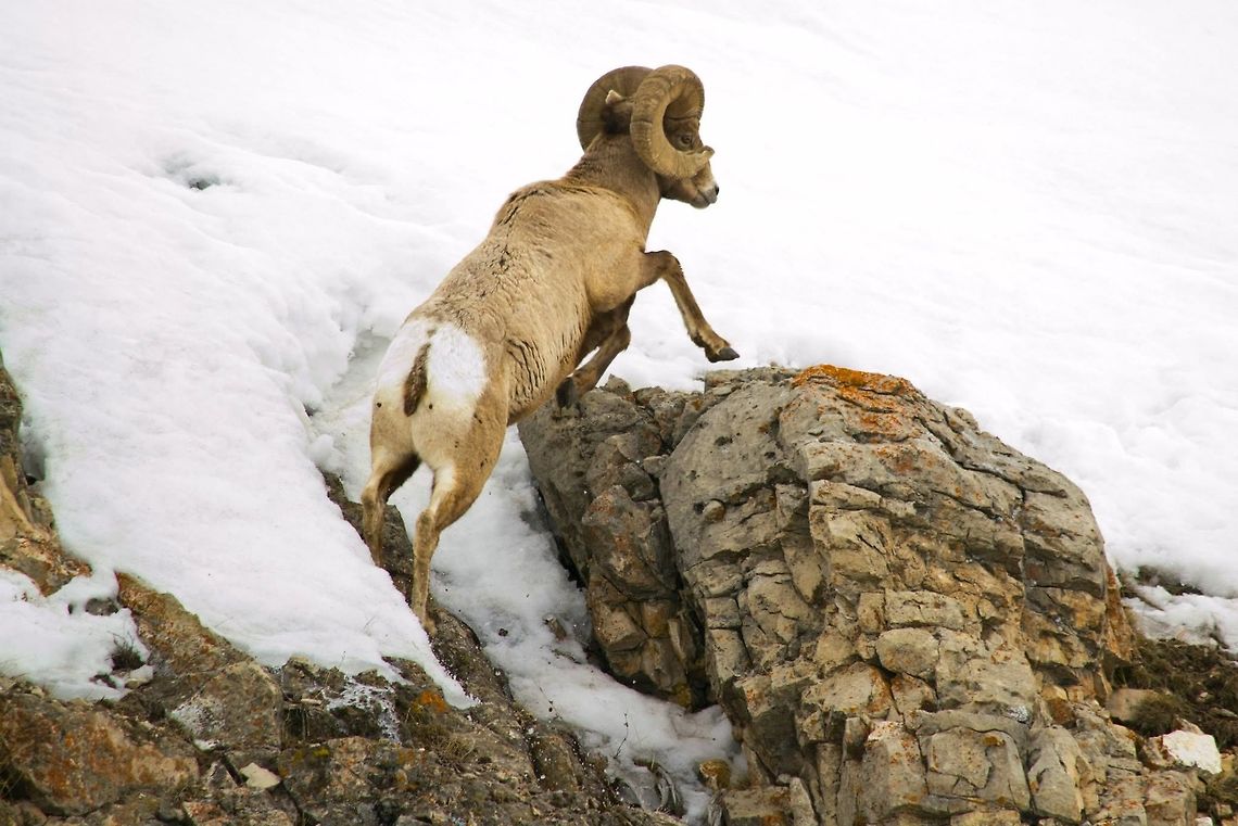 Bighorn Sheep Clicked in Lamar Valley, Yellowstone, USA. Bighorn sheep,Geotagged,Ovis canadensis,United States