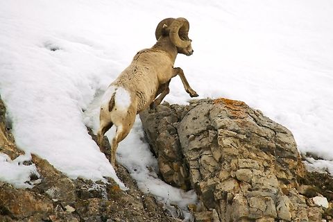 Bighorn Sheep Clicked in Lamar Valley, Yellowstone, USA. Bighorn sheep,Geotagged,Ovis canadensis,United States