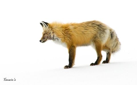 Red fox Red fox listening for gophers beneath the snow. Geotagged,Red Fox,United States,Vulpes vulpes