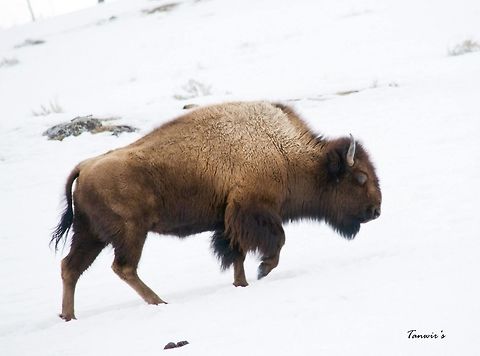 Bison walking up a hill Clicked in Yellowstone. American bison,Bison bison,Geotagged