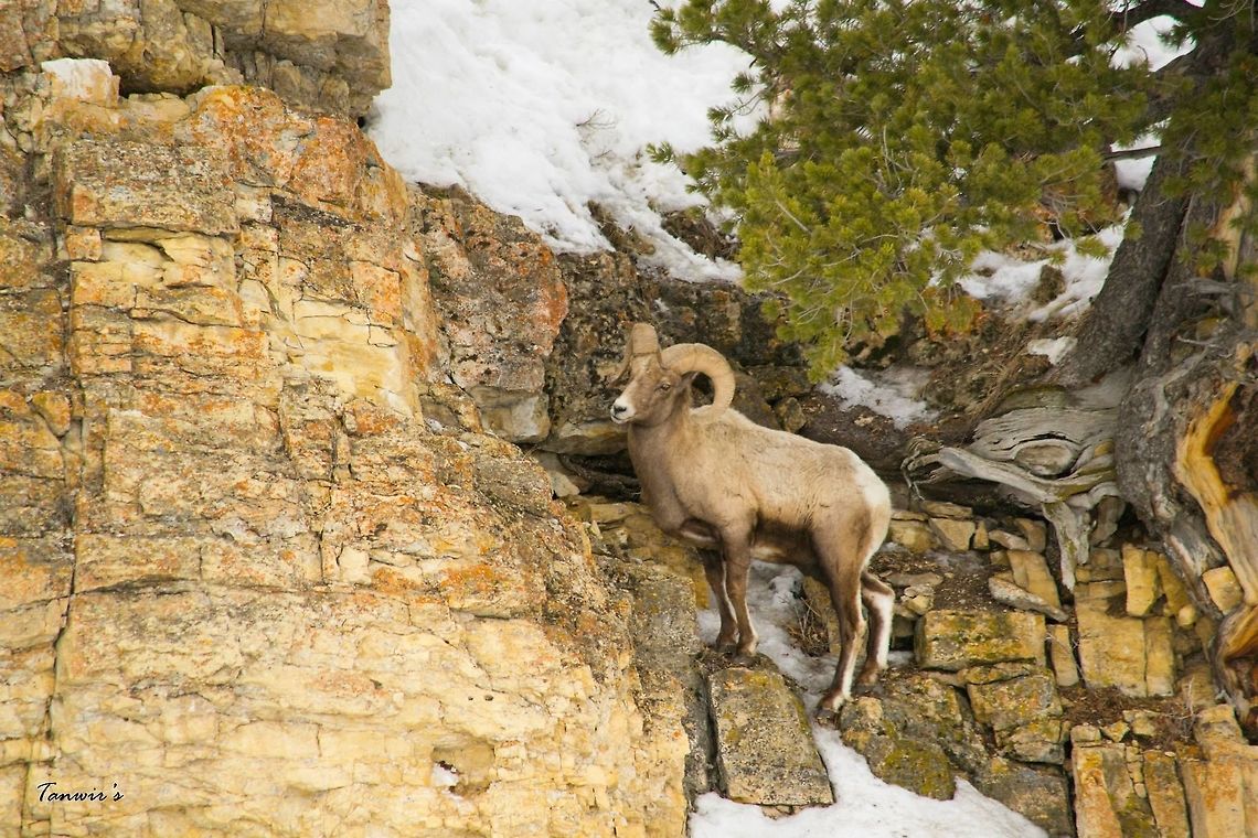Bighorn Sheep Clicked in Lamar Valley, Yellowstone. Bighorn sheep,Geotagged,Ovis canadensis,United States