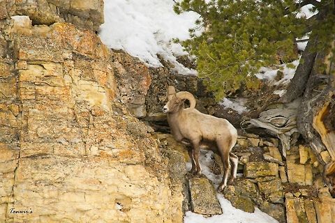 Bighorn Sheep Clicked in Lamar Valley, Yellowstone. Bighorn sheep,Geotagged,Ovis canadensis,United States
