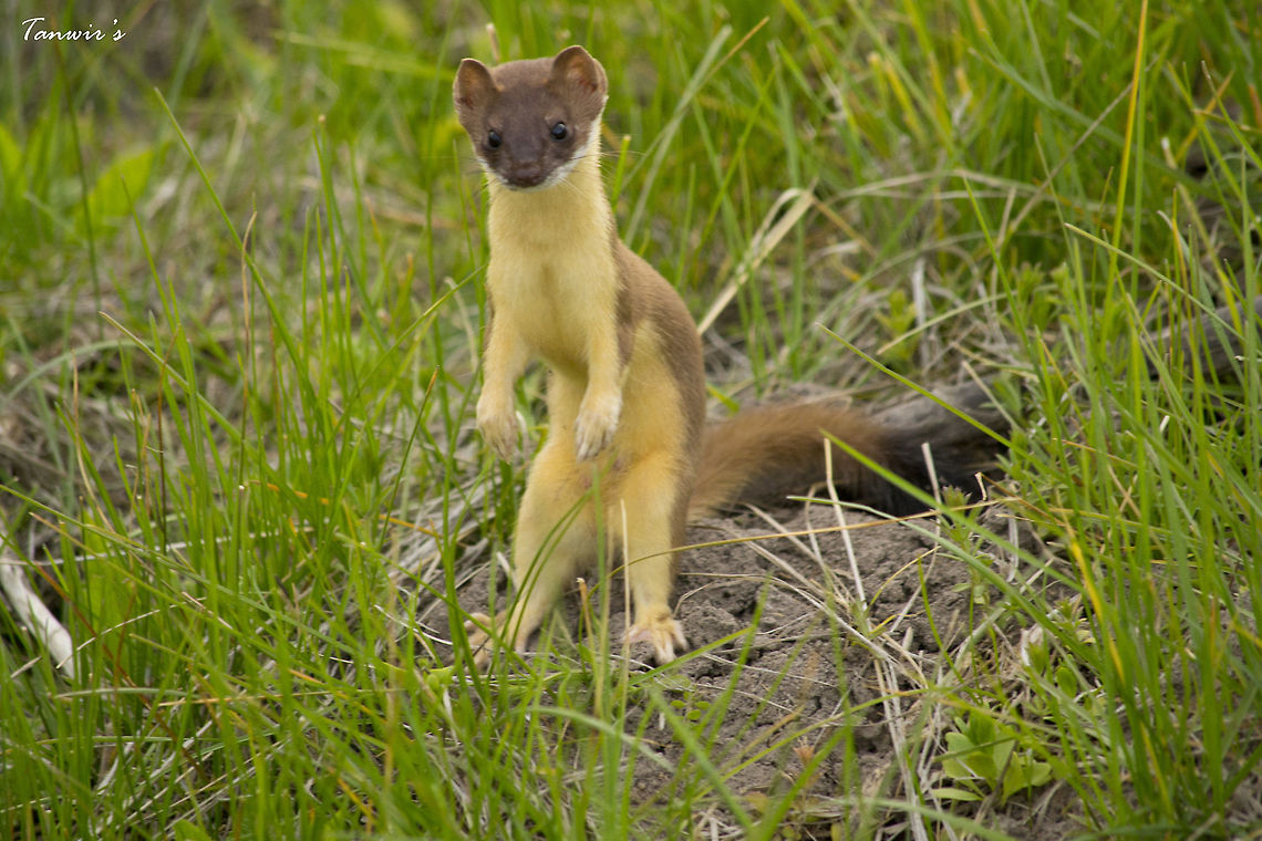Weasel A small weasel. Geotagged,Least weasel,Mustela nivalis,Spring,United States