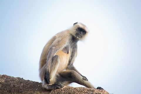 A beauty She posed for me for quite sometime. Geotagged,India,Northern plains gray langur,Semnopithecus entellus