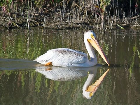 White Pelican Clicked in Bear river migratory bird refuge. American White Pelican,Geotagged,Pelecanus erythrorhynchos,United States