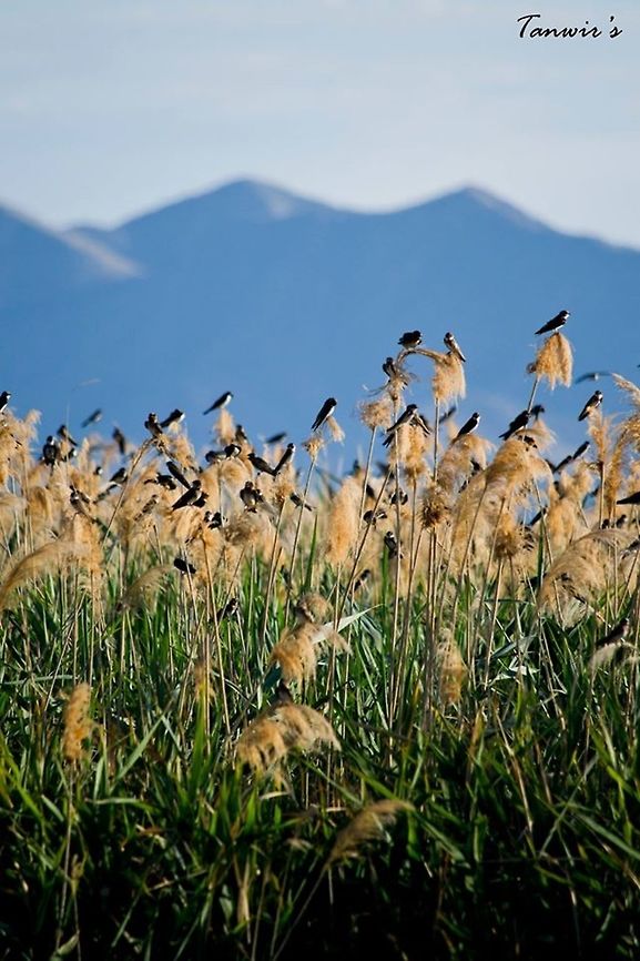 Cliff Swallows in Rocky Mountain backdrop Clicked in Bear river migratory bird refuge. American Cliff Swallow,Geotagged,Petrochelidon pyrrhonota,United States