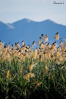 Cliff Swallows in Rocky Mountain backdrop Clicked in Bear river migratory bird refuge. American Cliff Swallow,Geotagged,Petrochelidon pyrrhonota,United States