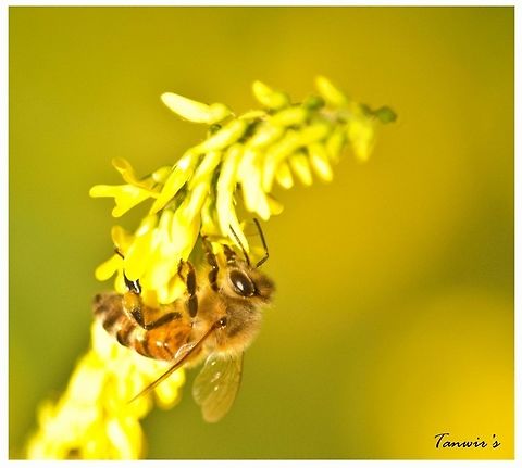 Honey Bee  African honey bee,Apis mellifera scutellata,Lasioglossum calceatum