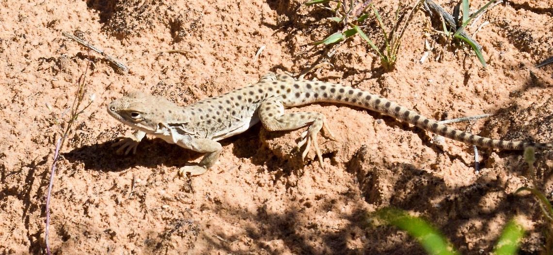 Leopard lizard Clicked in the Desert terrain of Arches national Park, Utah, USA. Gambelia wislizenii,Geotagged,United States,long-nosed leopard lizard