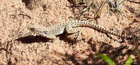 Long-nosed leopard lizard