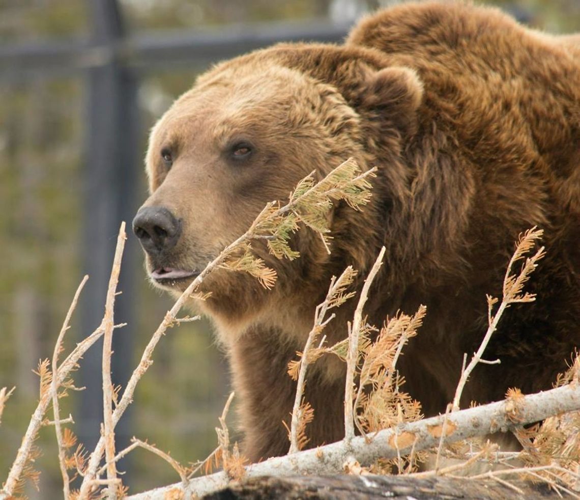 Grizzly This was a captive animal in an Animal research center in west Yellowstone. Brown bear,Geotagged,Grizzly bear,United States,Ursus arctos,Ursus arctos horribilis